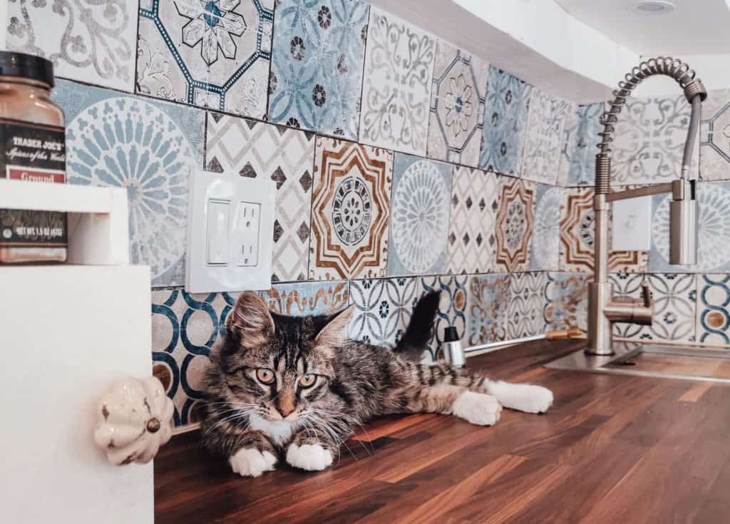 Cat sitting on a kitchen counter infront of a faux-tile vinyl backsplash
