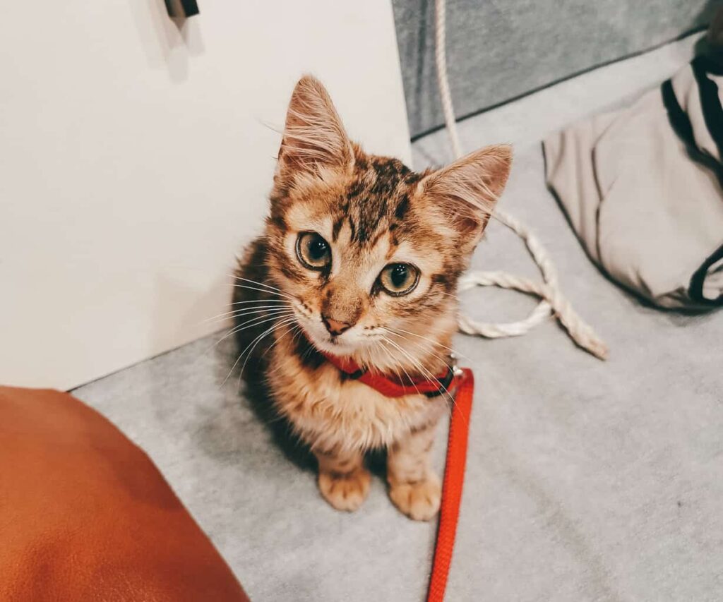 Cat sitting on camper van cushions