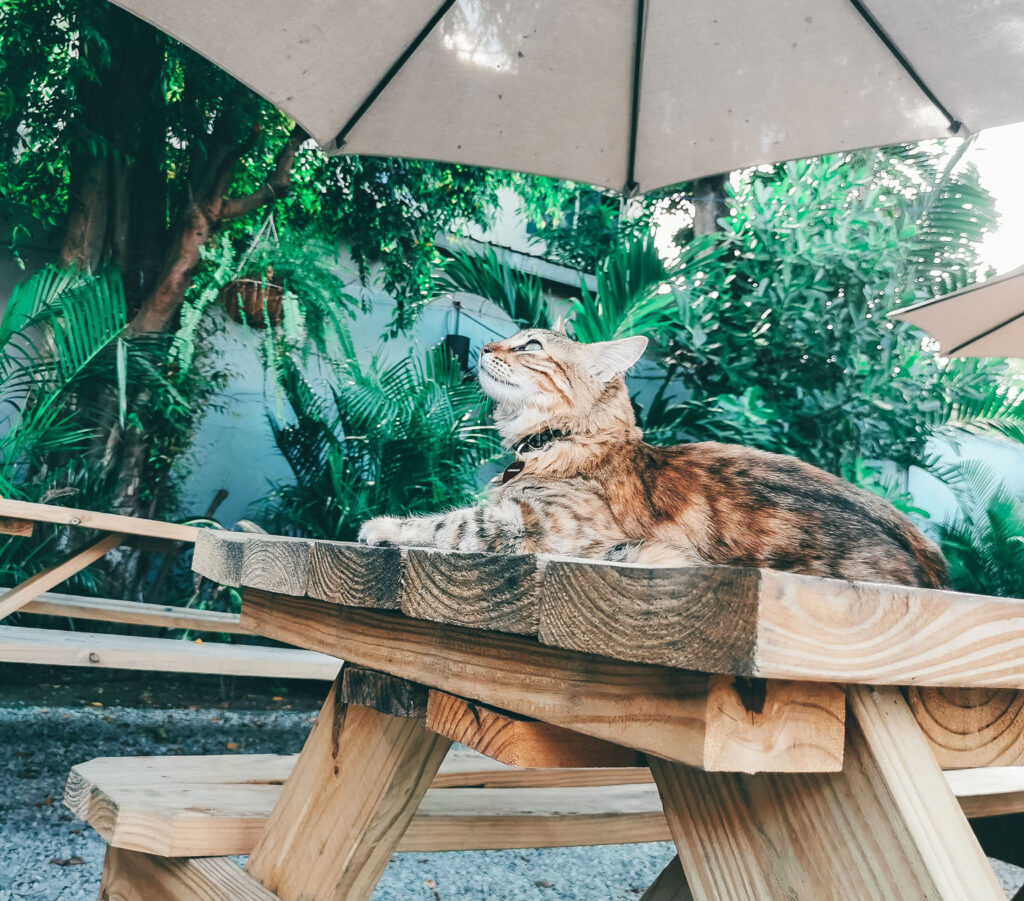 Cat laying on a picnic bench under an umbrella