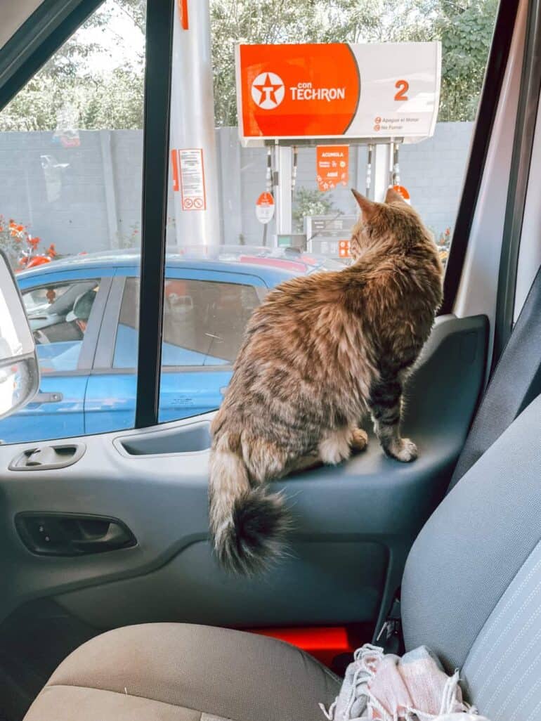 Cat sitting in a camper van at a gas station