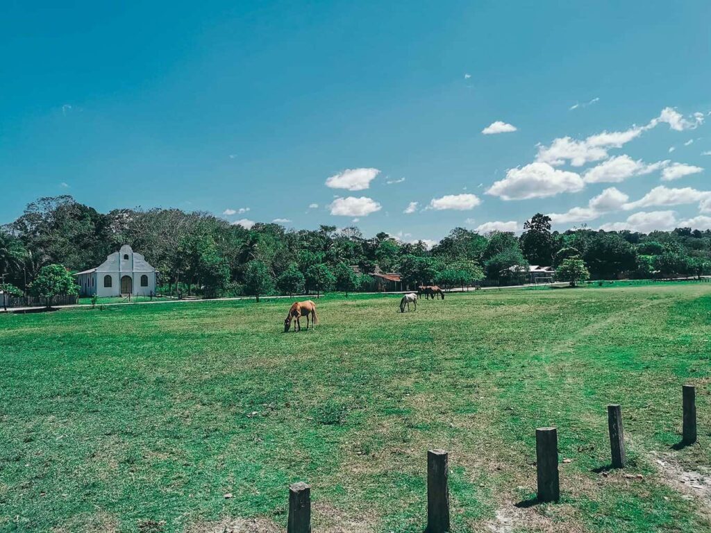 Animals grazing on the grassy field in Uaxactun village, Guatemala