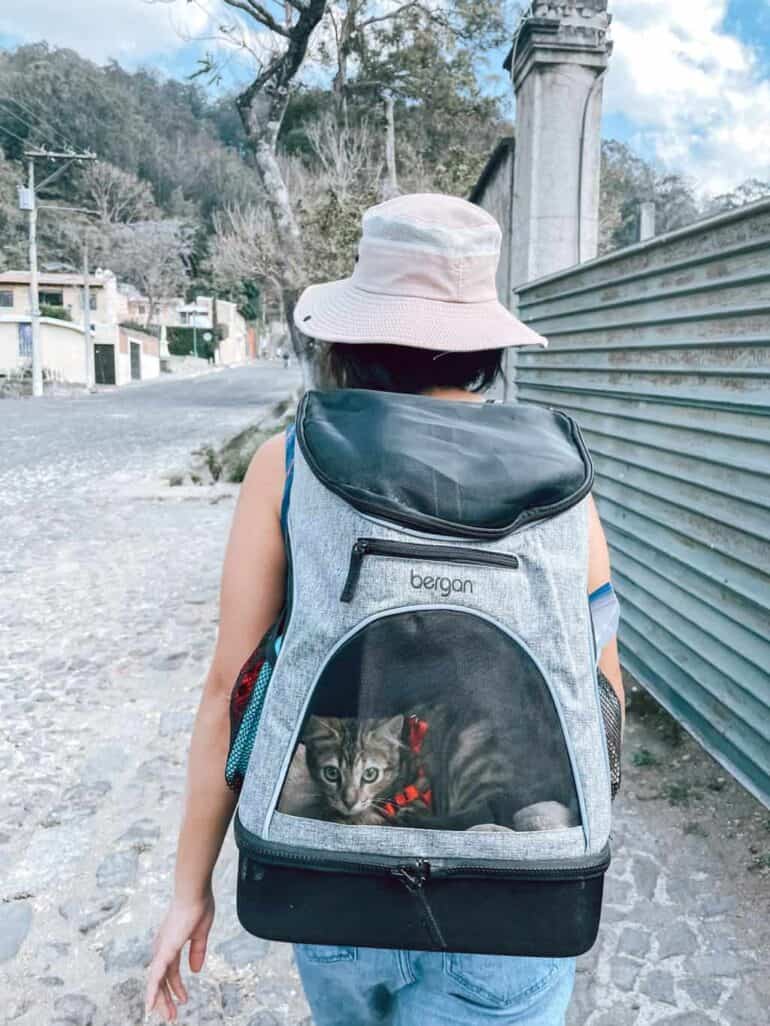 Cat in cat backpack, going for a walk