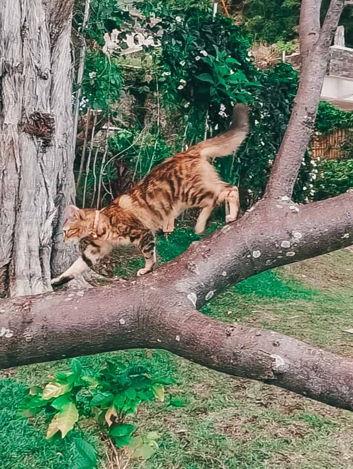Cat walking on a tree