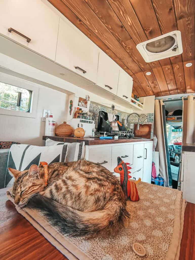 Cat sleeping alone in an RV