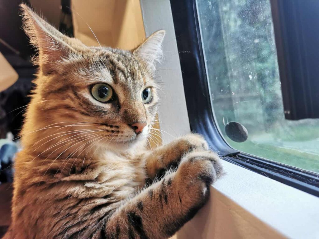 Maya the cat looking out the windows of our camper van