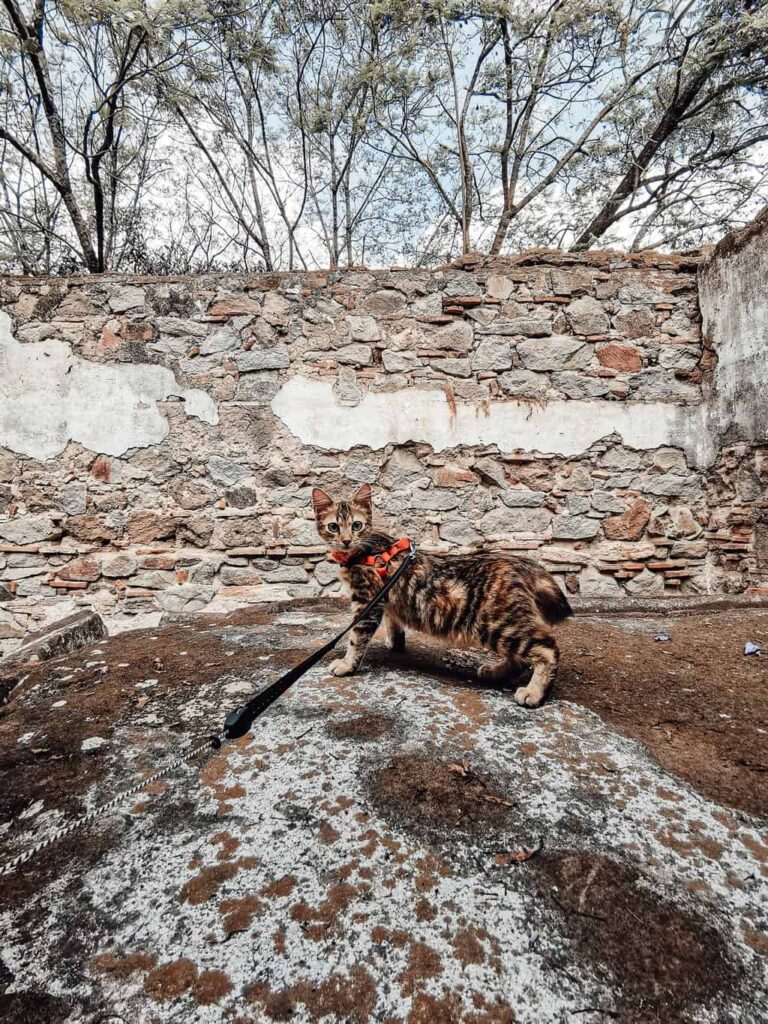 Cat walking with harness and leash