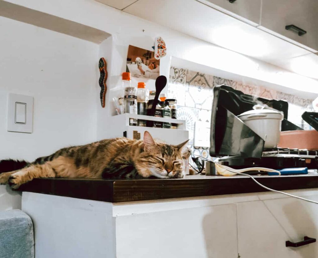Cat on camper van kitchen counter