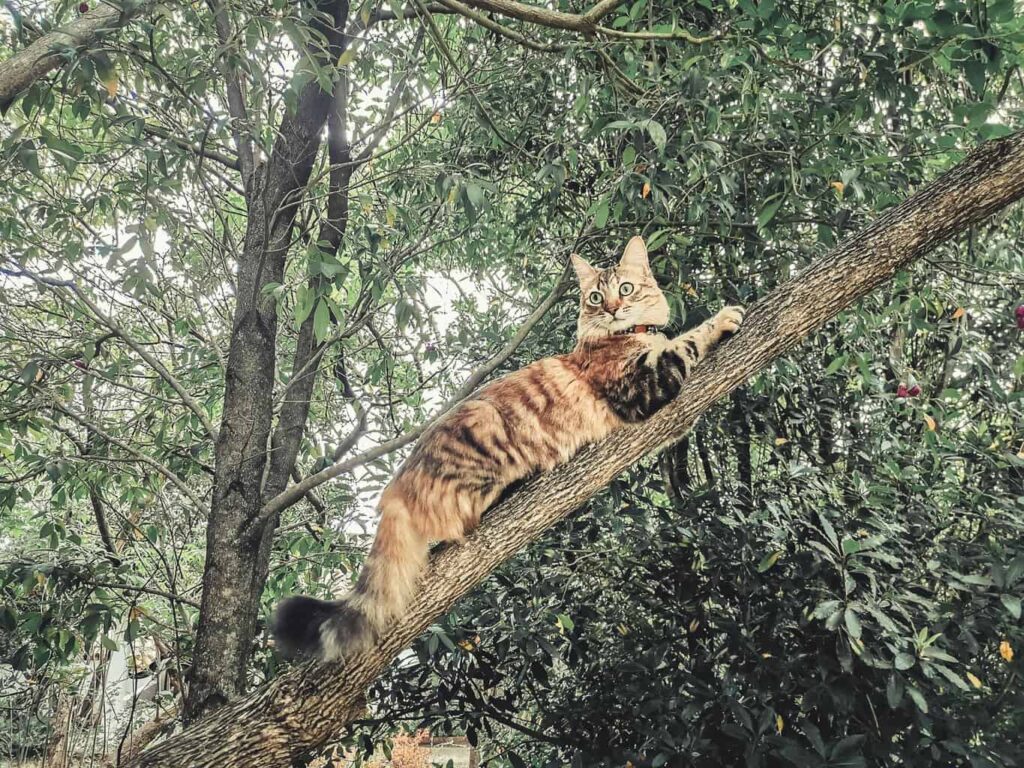 Cat laying in a tree