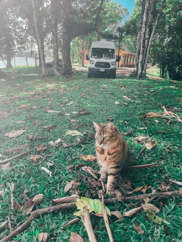 A cat sitting infront of a camper van parked in the shade