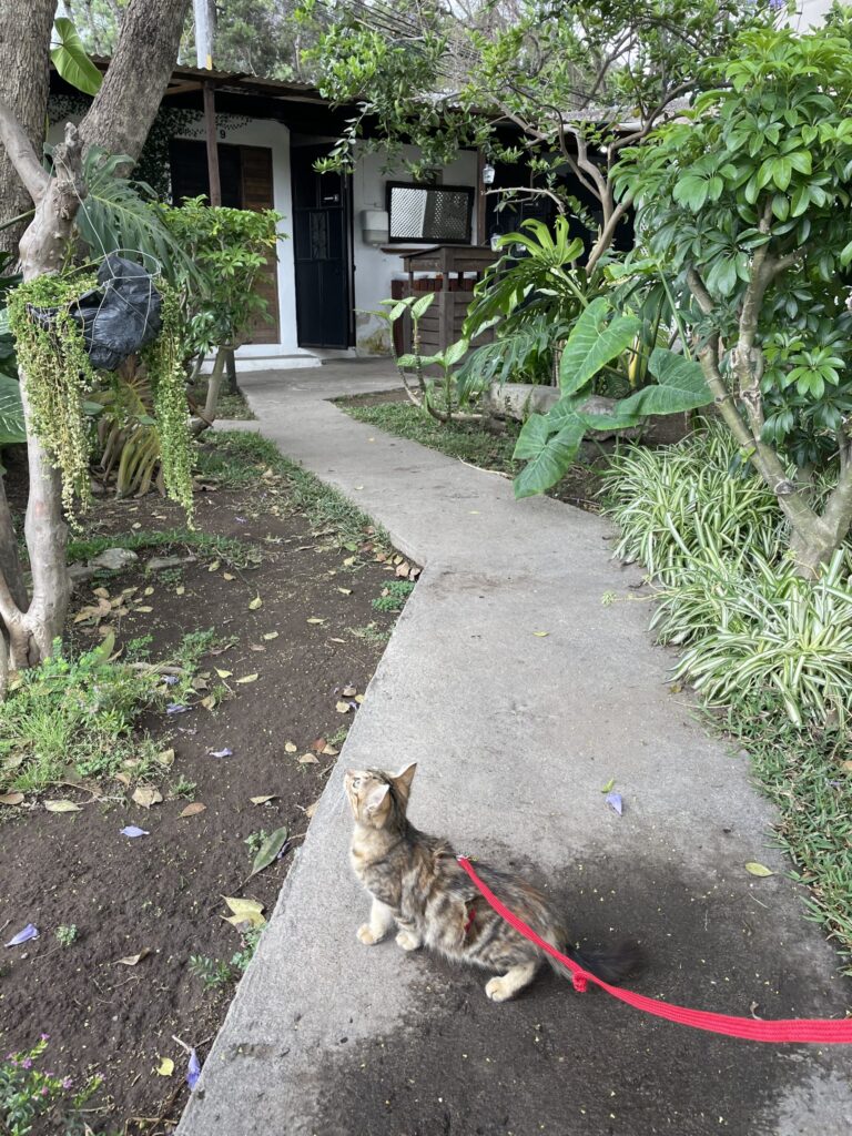 Cat that is on a leash looking up a tree