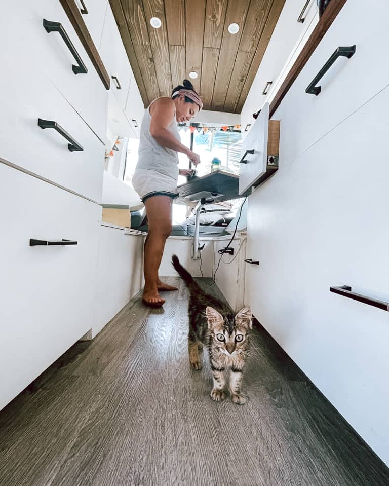 Cat roaming the aisle in a camper van