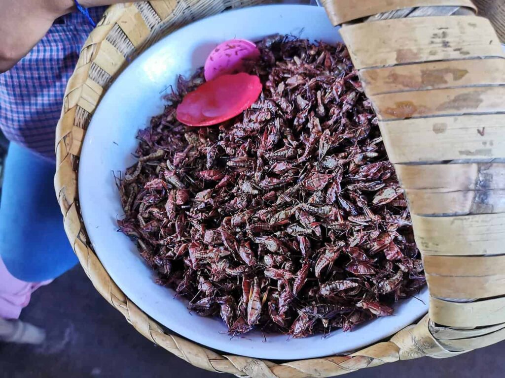 chapulines-Oaxaca-Mexico