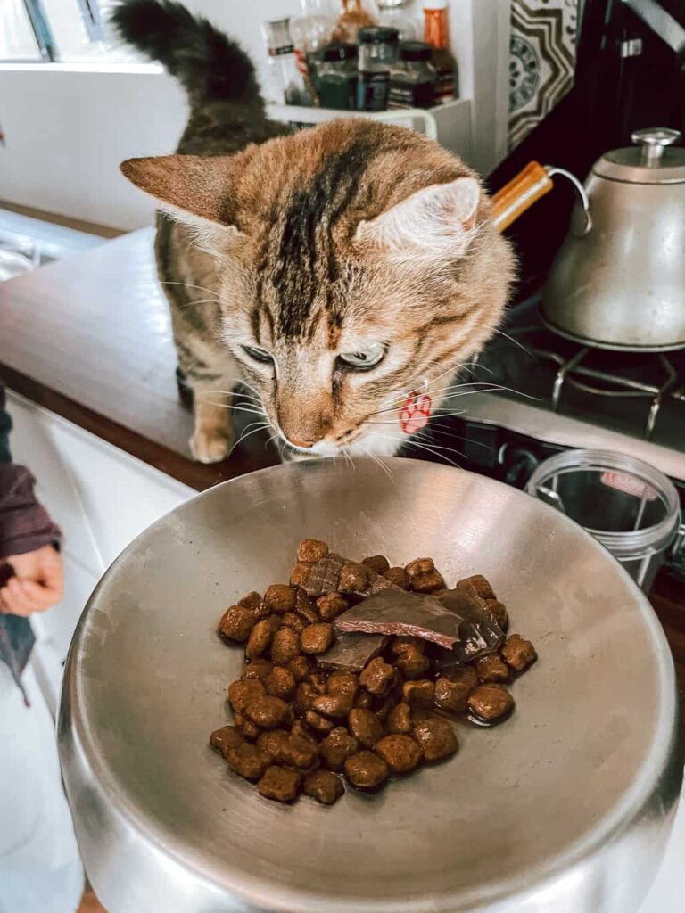 Feeding A Cat Inside our RV