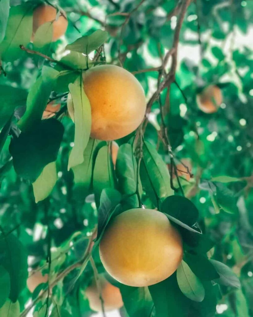 Two grapefruit in a tree