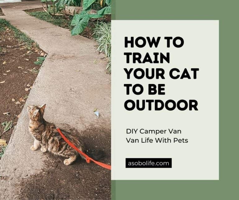 A cat walking outside on a leash