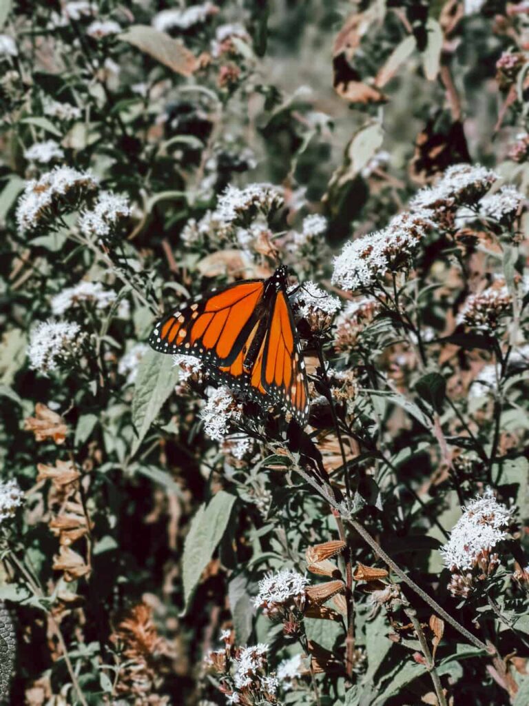 Monarch butterfly sitting on a bush at the Monarch Sanctuary in Michoacan