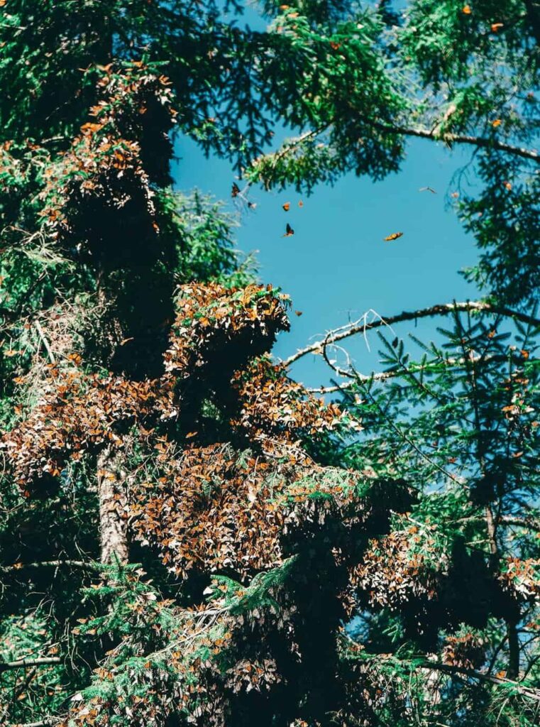 Thousands of butterflies huddled together in the morning on a tree