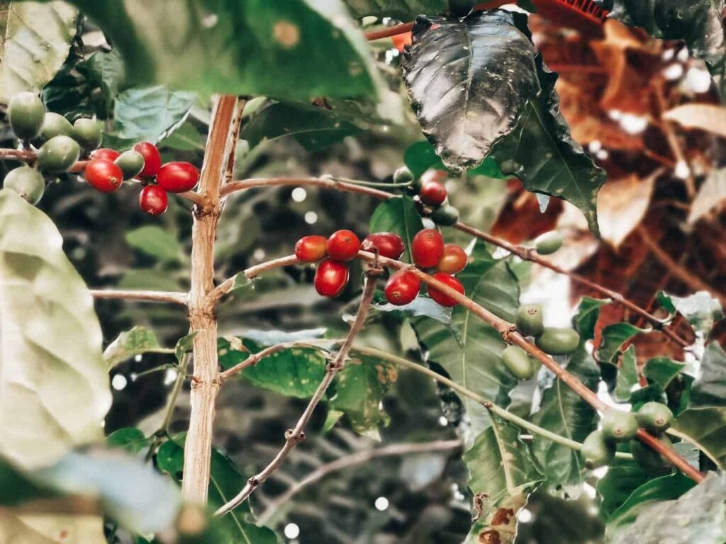 Oaxaca-Coffee-Farm Plantation