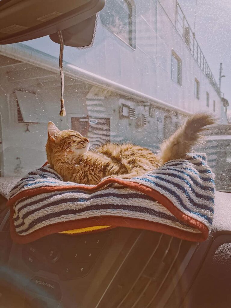 Cat sleeping in the front of a camper van