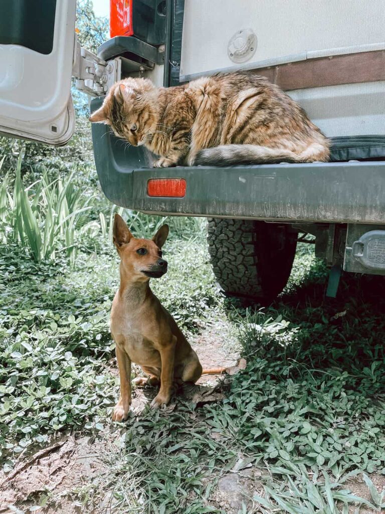 Cat and dog playing alone under an RV