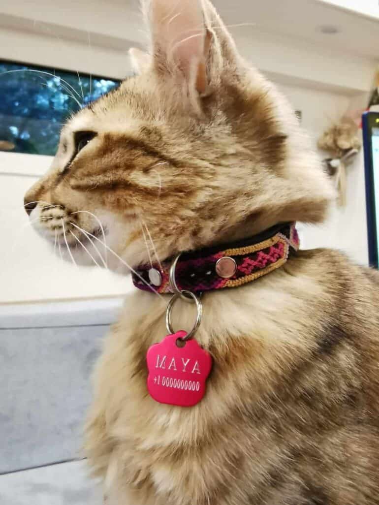 Cat with collar and tag