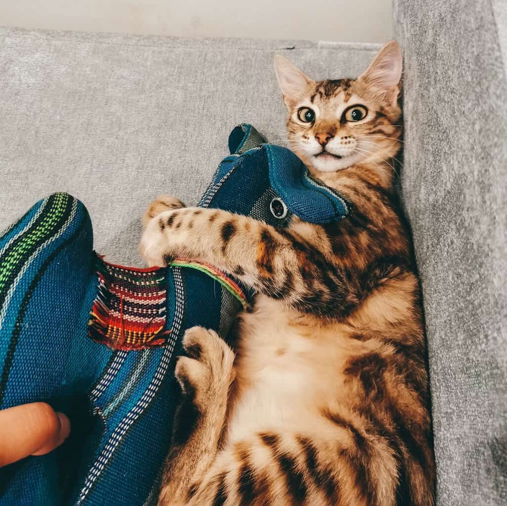 Cat playing with a toy