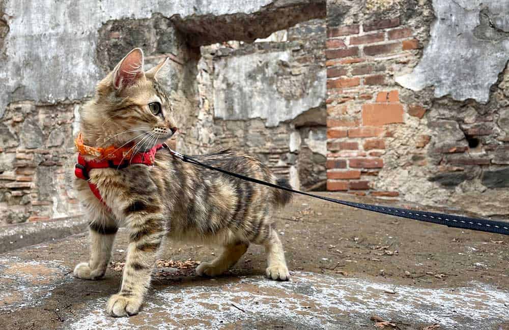 A cat walking on leash among ruins in Antigua Guatemala