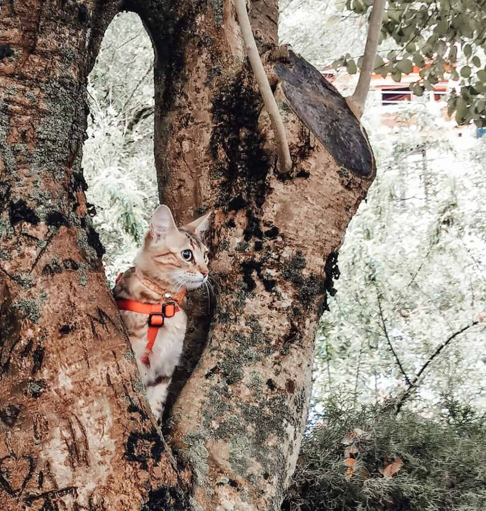 Cat standing in a tree